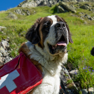 Hike with St Bernard Swiss Private Tours