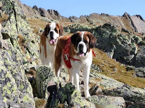 Majestic Saint Bernard in the Swiss Alps