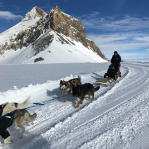 Sled dogs experience
