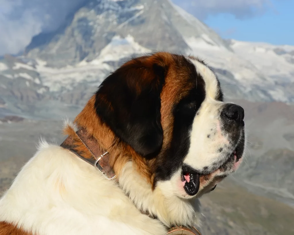A majestic Saint Bernard, an iconic symbol of the Swiss Alps.